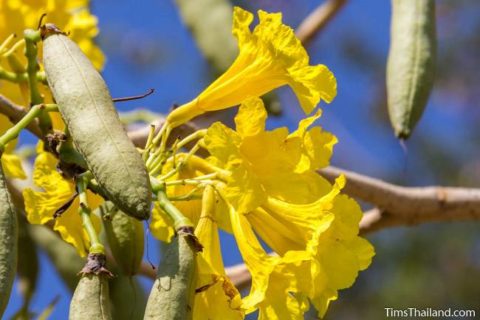 Flowering Trees of Thailand – Silver Trumpet Tree - Tim's Thailand