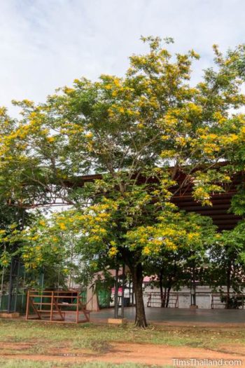 Flowering Trees of Thailand – Burma Padauk - Tim’s Thailand