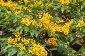 Flowering Trees of Thailand – Burma Padauk - Tim’s Thailand