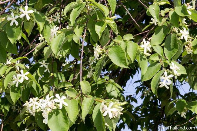 flowering lanete tree